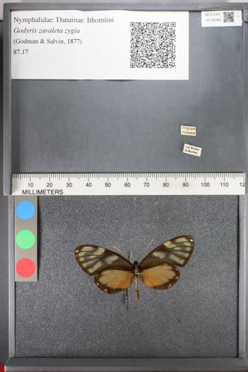 Media type: image;   Entomology 108368